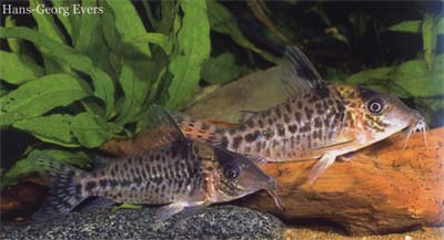 Corydoras sp. C103